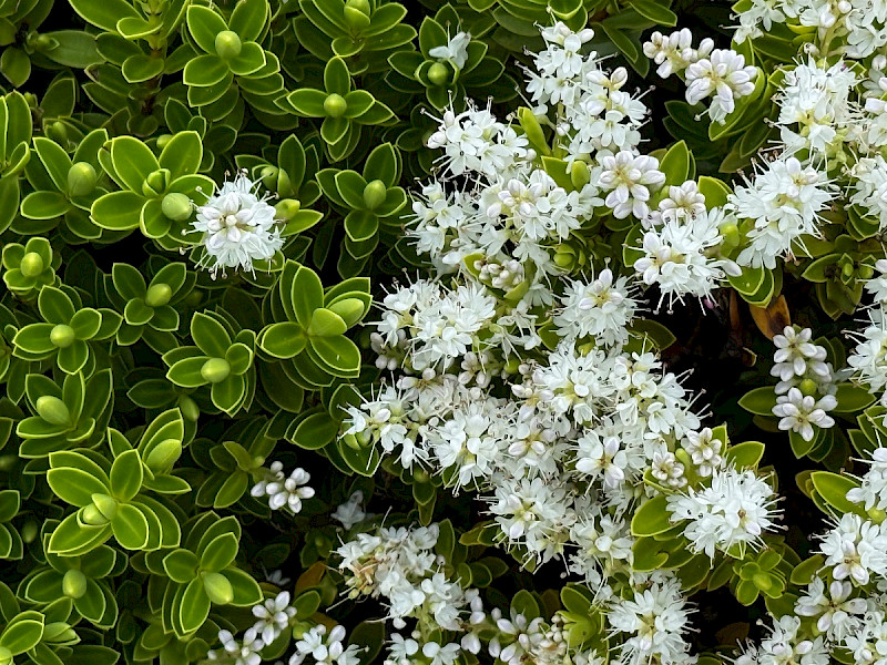 Veronica brachysiphon - &copy; Charles Hipkin