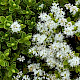 Veronica brachysiphon