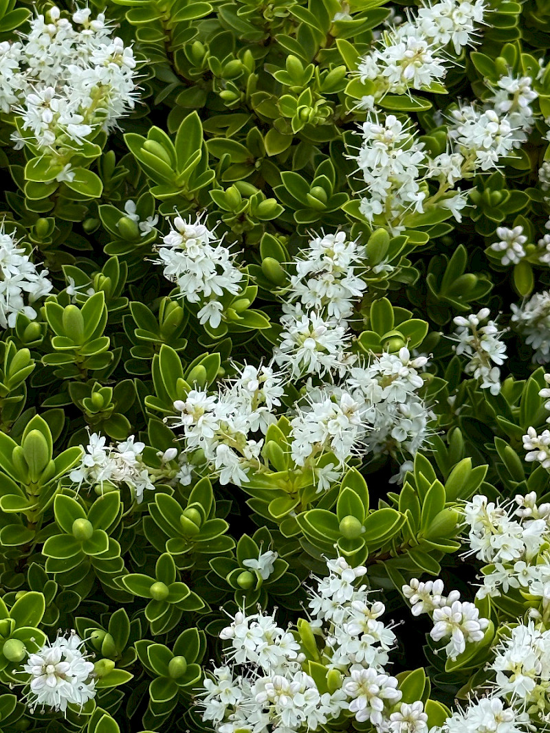 Veronica brachysiphon - &copy; Charles Hipkin