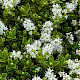 Veronica brachysiphon