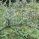 Cotoneaster franchetii