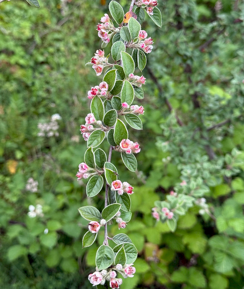Cotoneaster franchetii - &copy; Charles Hipkin