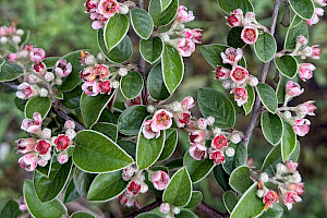 Cotoneaster franchetii Franchet's Cotoneaster