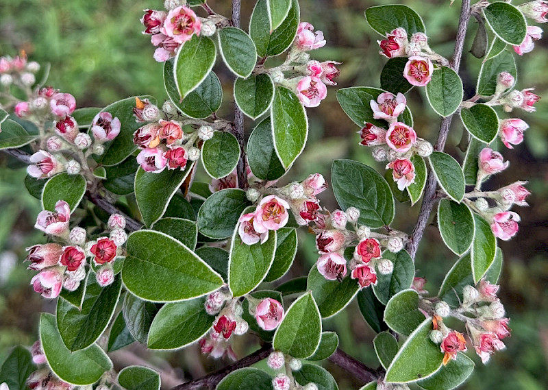 Cotoneaster franchetii - &copy; Charles Hipkin