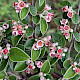 Cotoneaster franchetii