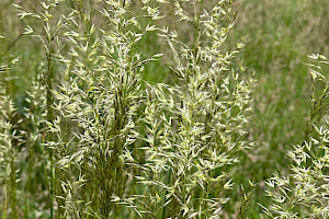 Arrhenatherum elatius False Oat-Grass