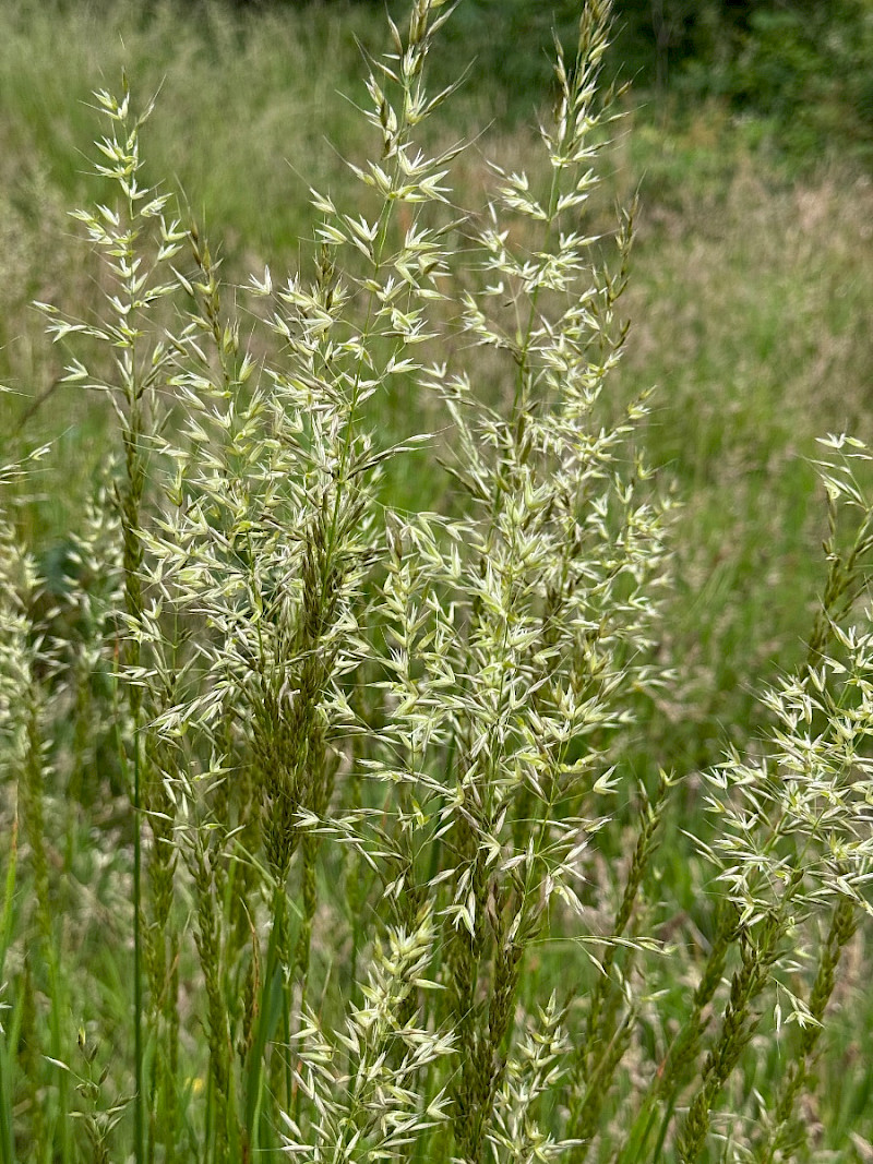 Arrhenatherum elatius - &copy; Charles Hipkin