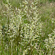 Arrhenatherum elatius