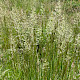 Arrhenatherum elatius