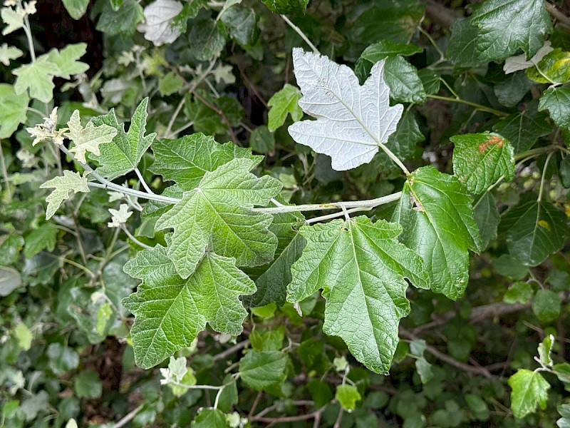 Populus alba - &copy; Charles Hipkin