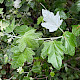 Populus alba
