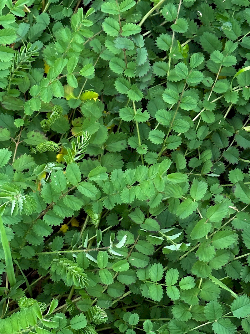 Poterium sanguisorba subsp. balearicum - &copy; Charles Hipkin