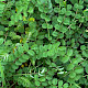 Poterium sanguisorba subsp. balearicum