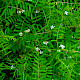 Vicia hirsuta