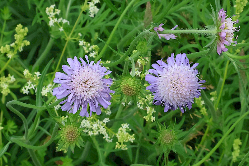 Knautia arvensis - &copy; Charles Hipkin
