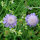 Knautia arvensis