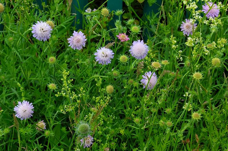 Knautia arvensis - &copy; Charles Hipkin