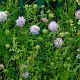 Knautia arvensis