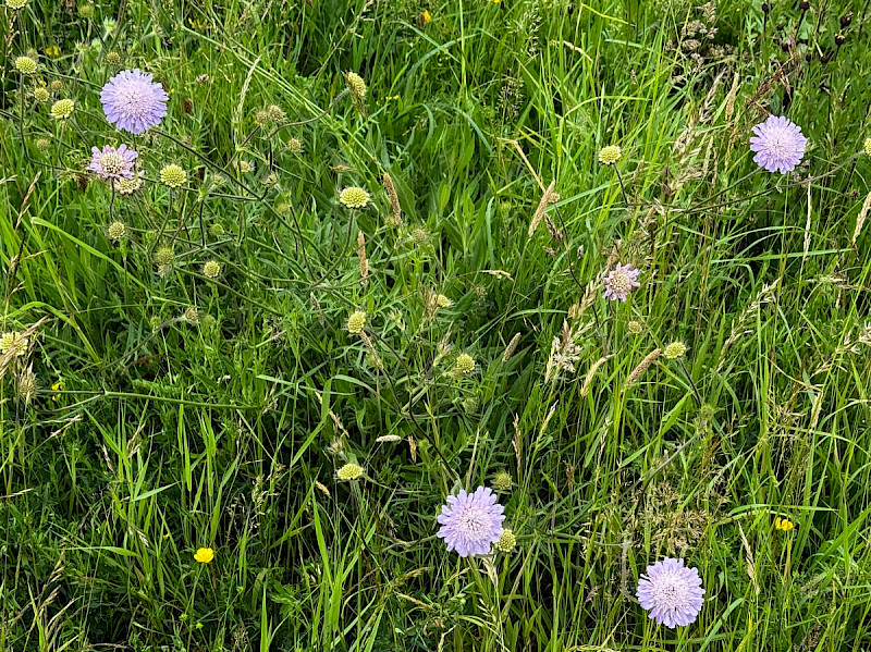 Knautia arvensis - &copy; Charles Hipkin