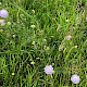 Knautia arvensis