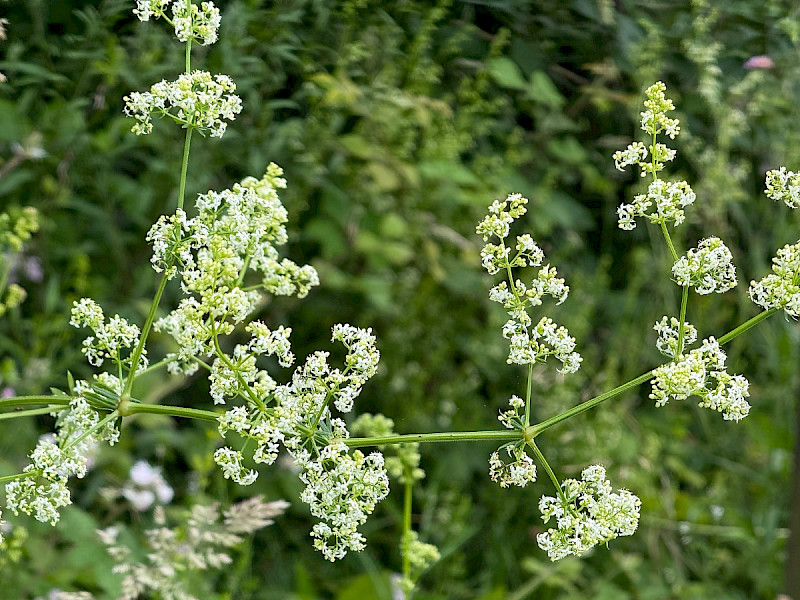 Galium album