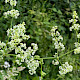 Galium album