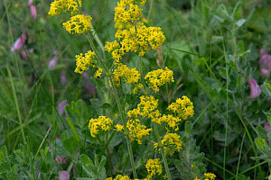 Galium verum Lady's Bedstraw