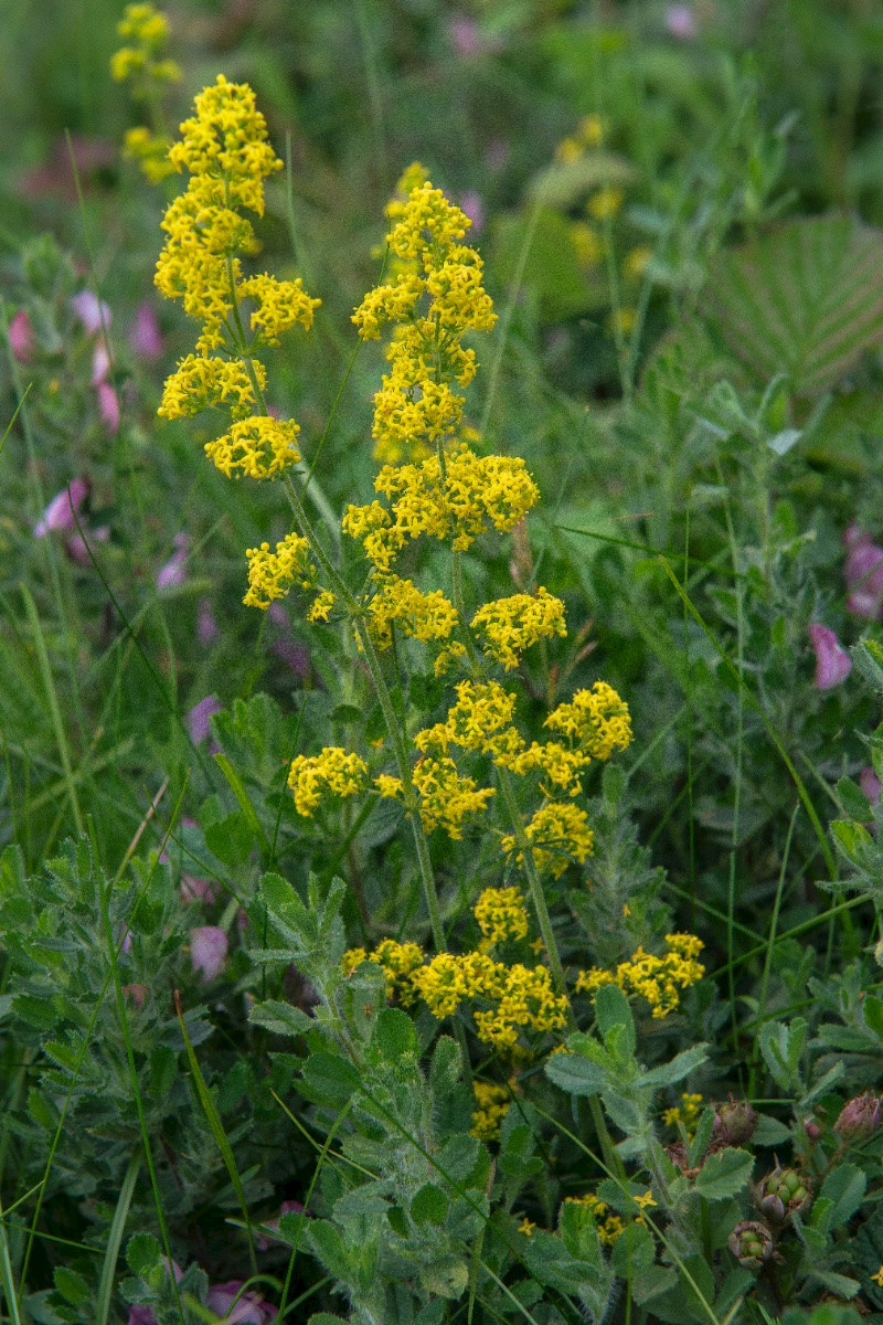 Galium verum - &copy; Charles Hipkin