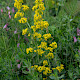Galium verum