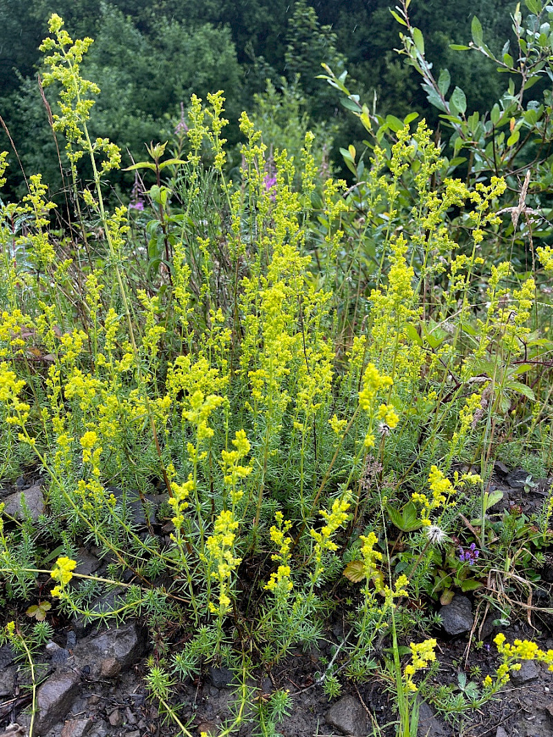 Galium verum - &copy; Charles Hipkin