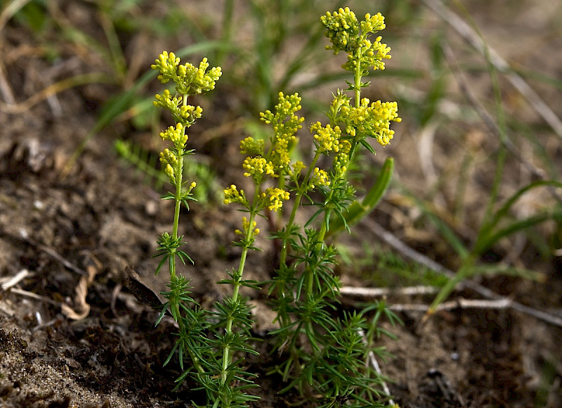Galium verum
