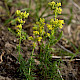 Galium verum