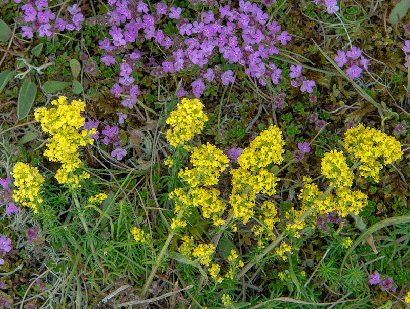 Galium verum - &copy; Charles Hipkin