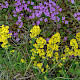 Galium verum