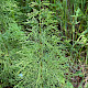 Equisetum sylvaticum