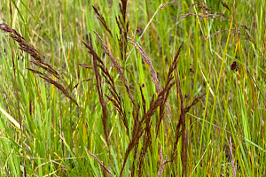 Agrostis canina Velvet Bent