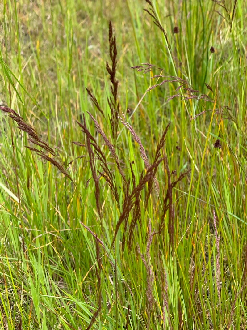 Agrostis canina - &copy; Charles Hipkin
