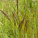 Agrostis canina