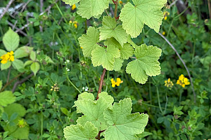 Ribes rubrum Red Currant