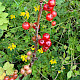Ribes rubrum