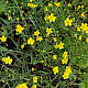 Ranunculus flammula