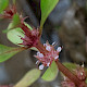 Lythrum portula