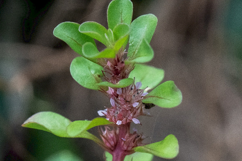 Lythrum portula - &copy; Charles Hipkin