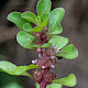 Lythrum portula