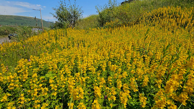 Lysimachia punctata - &copy; Barry Stewart