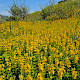 Lysimachia punctata