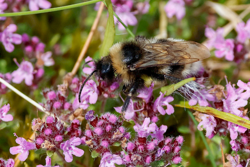 Thymus polytrichus - &copy; Barry Stewart