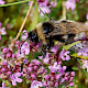 Thymus polytrichus