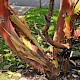 Arbutus unedo x andrachne = A. x andrachnoides