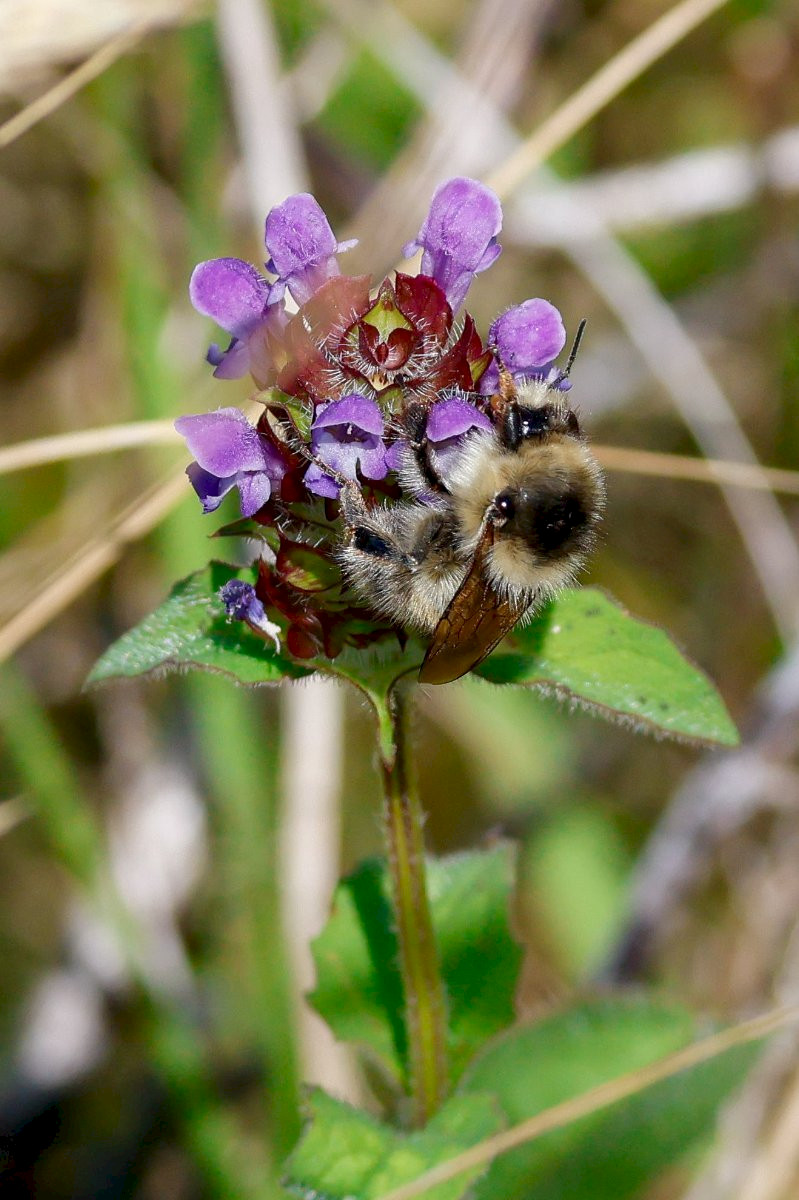 Prunella vulgaris - &copy; Barry Stewart